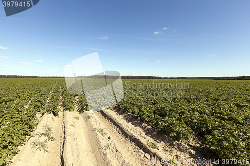 Image of Agriculture,   potato field  