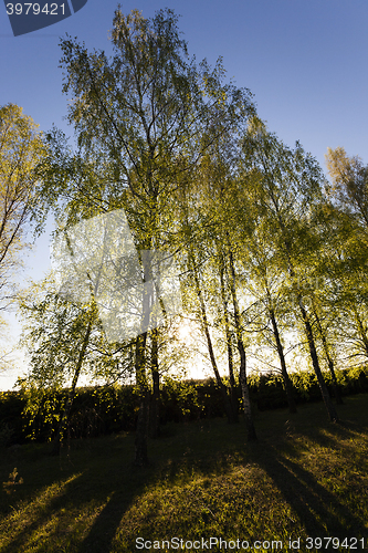 Image of trees in spring  