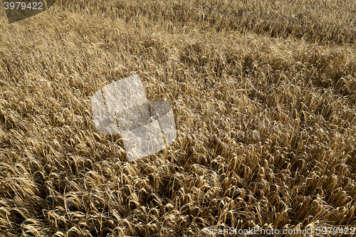 Image of farm field cereals  