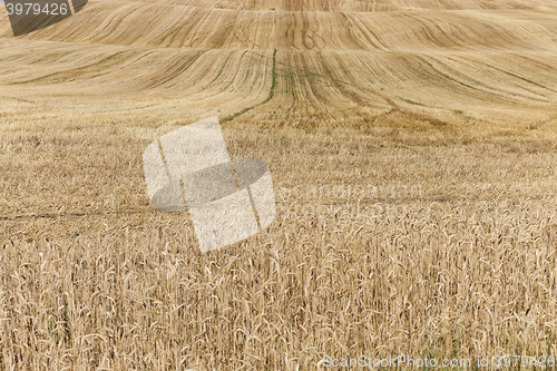 Image of collection of rye crops 