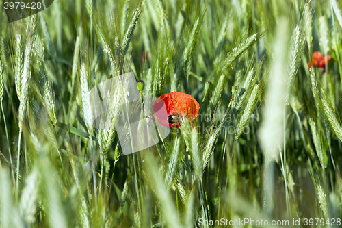 Image of Poppy in the field 