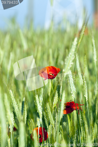 Image of blooming red poppies  