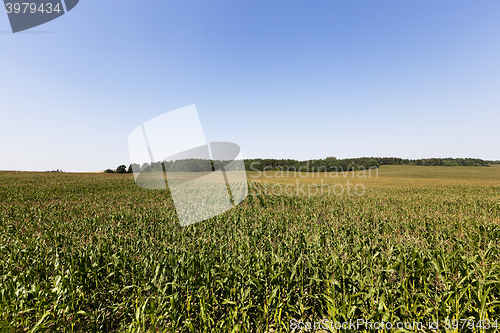 Image of field with green corn  