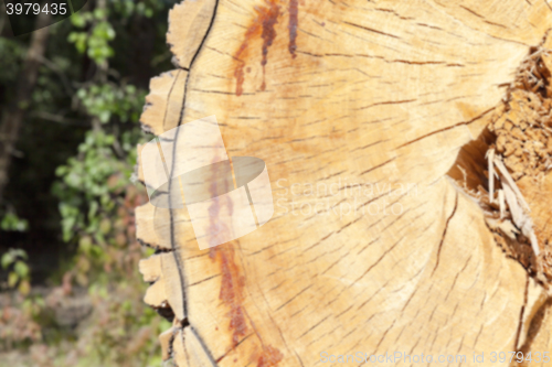 Image of cut down a tree, close-up  