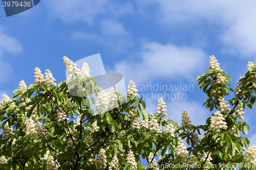 Image of blooming chestnut tree in the spring 