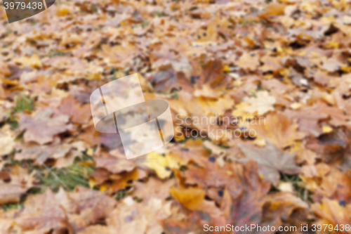 Image of Autumn Park, overcast  