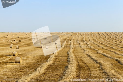 Image of field of wheat 