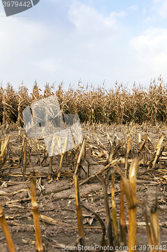 Image of agricultural field with corn 