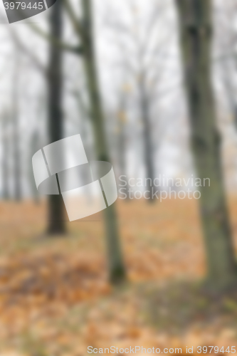 Image of Autumn Park, overcast 