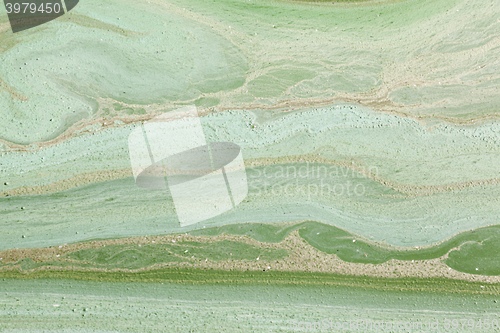 Image of green swamp, close-up  