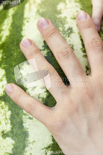 Image of hand on watermelon  