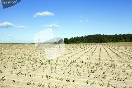 Image of Field with corn  