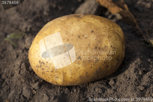 Image of Potatoes in hand  