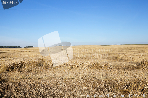 Image of ripe yellow cereals 