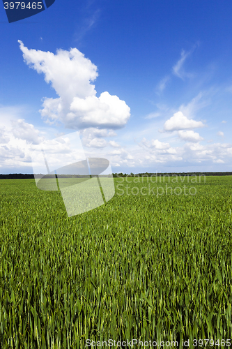 Image of  unripe green grass grows