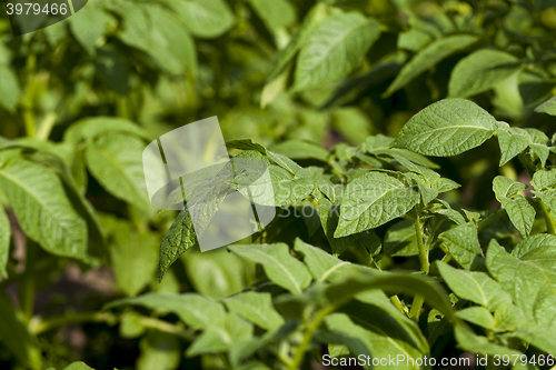 Image of green leaves of potato  