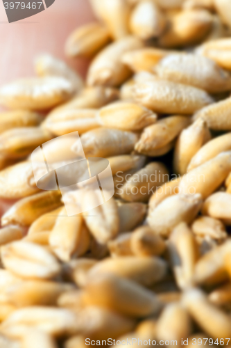 Image of wheat, close up  