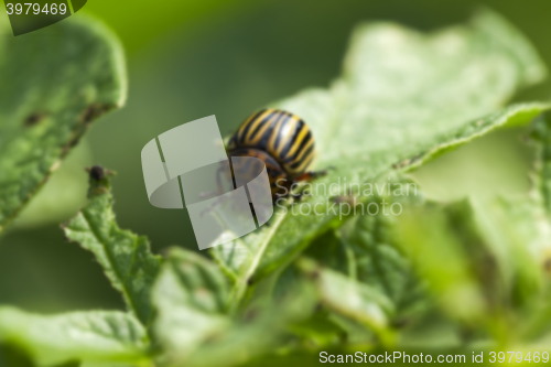 Image of Colorado potato beetle in the field 