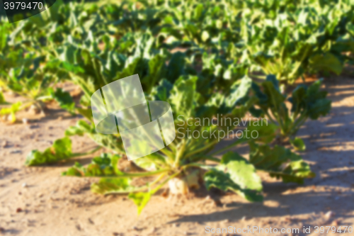 Image of beetroot in field  