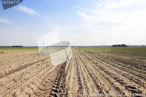 Image of sprouts green onions  