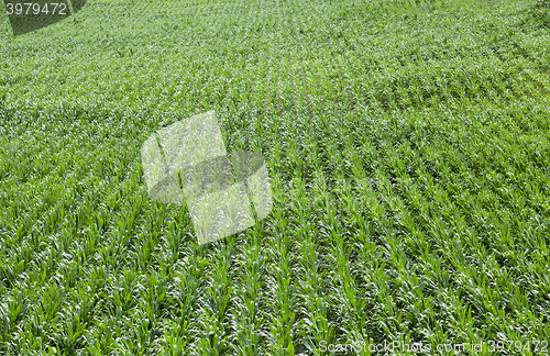 Image of Field with corn  