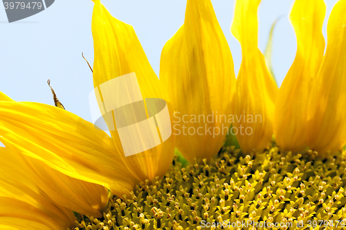 Image of flower Sunflower, close-up  