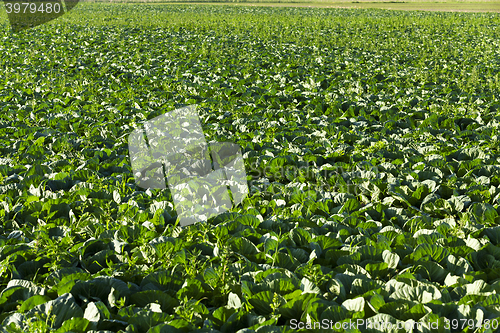Image of Field of cabbage, spring  
