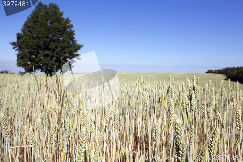 Image of wheat field, tree 