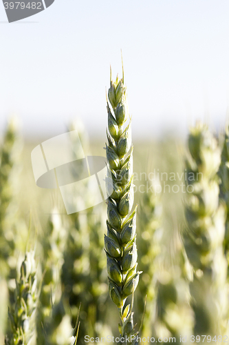 Image of unripe ears of wheat  