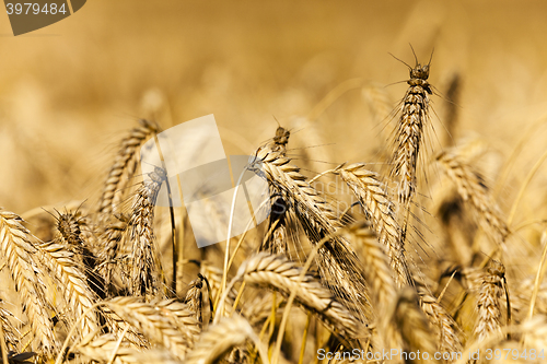 Image of Yellow ripe rye  