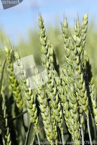 Image of immature green grass  