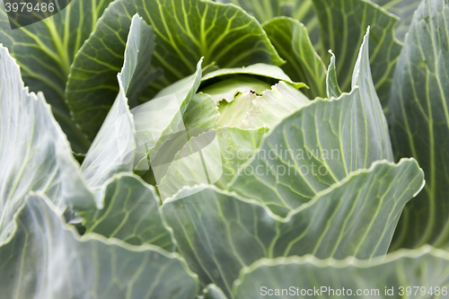 Image of green cabbage leaves 