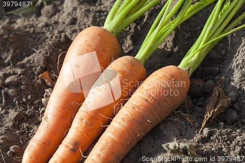 Image of Carrots on the ground 