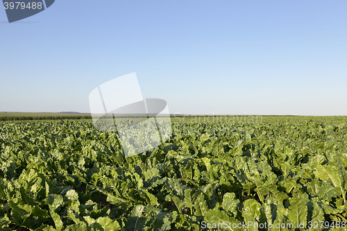 Image of field with beetroot  