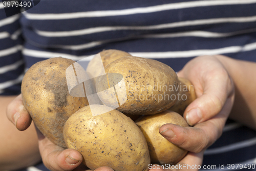 Image of Potatoes in hand  