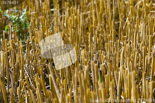 Image of haystacks in a field of straw  