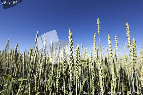 Image of unripe ears of wheat  