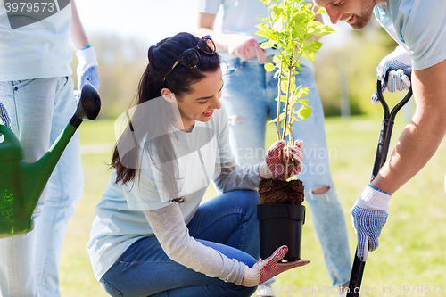 Image of group of volunteers planting tree in park