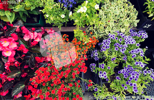 Image of close up of flower seedlings at street market