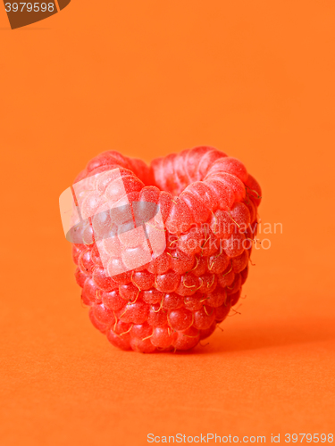 Image of One fresh raspberry