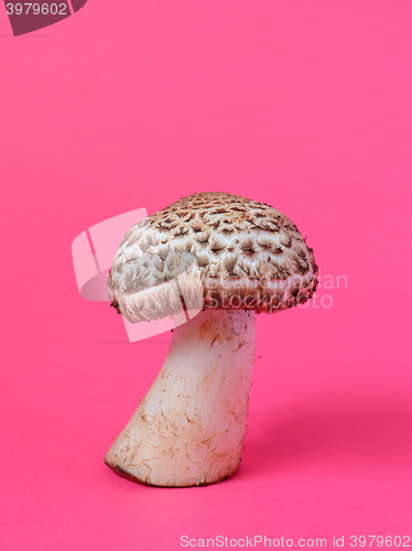 Image of Single wild mushroom