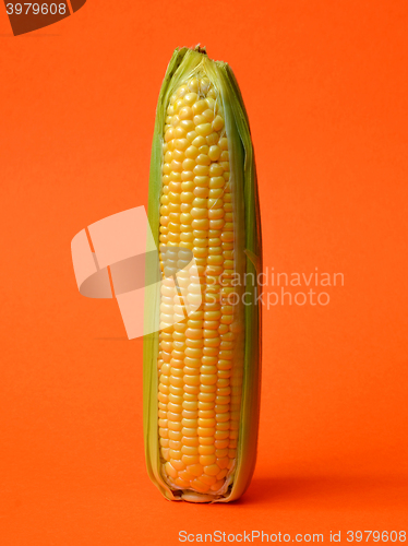 Image of Single ear of corn