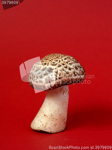 Image of Single wild mushroom