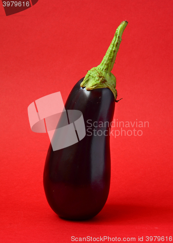 Image of One fresh eggplant