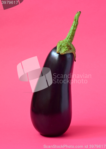 Image of One fresh eggplant