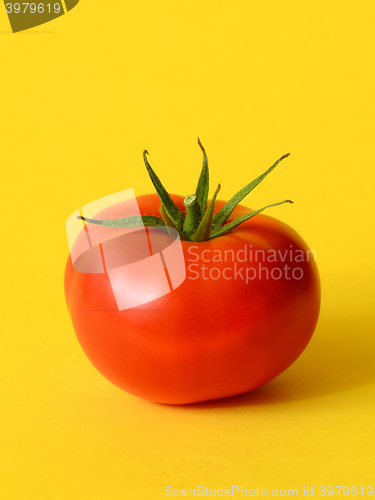 Image of One ripe tomato