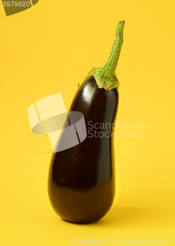 Image of One fresh eggplant