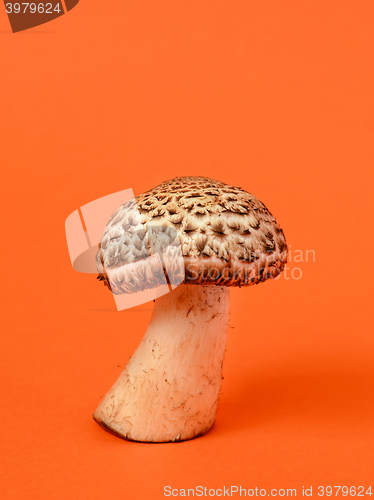 Image of Single wild mushroom