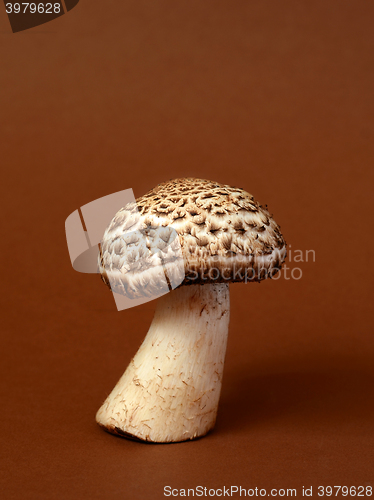 Image of Single wild mushroom