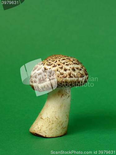 Image of Single wild mushroom